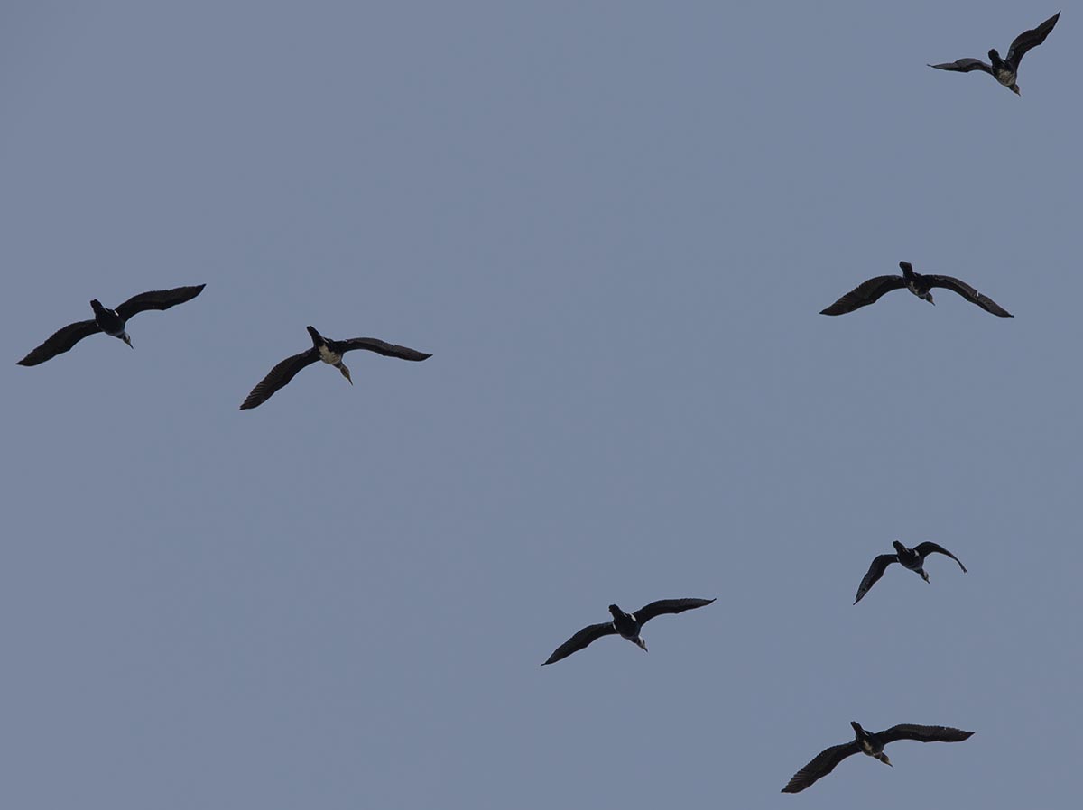 Formation